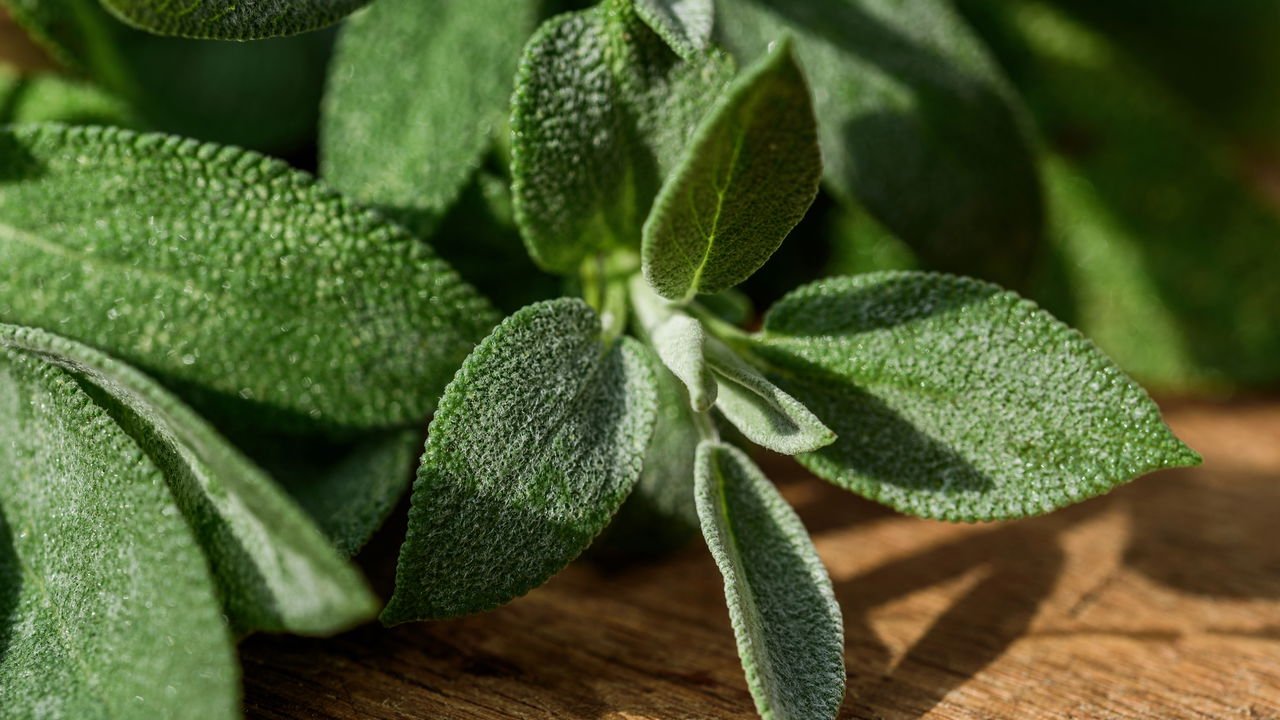 Escudo Antioxidante: Protegendo Suas Células do Jeito Mais Gostoso - inspiração 2