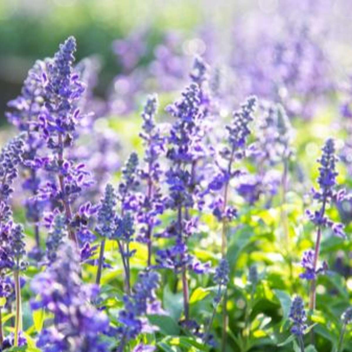 Escudo Antioxidante: Protegendo Suas Células do Jeito Mais Gostoso - inspiração 3