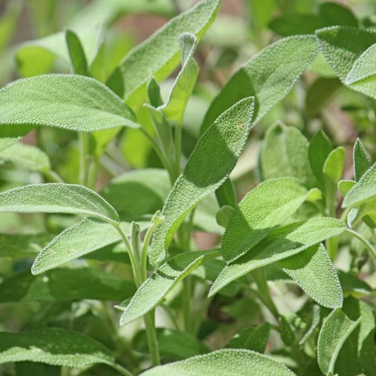 Cultivando Sálvia em Casa: Um Minijardim de Saúde à Sua Mão - inspiração 2