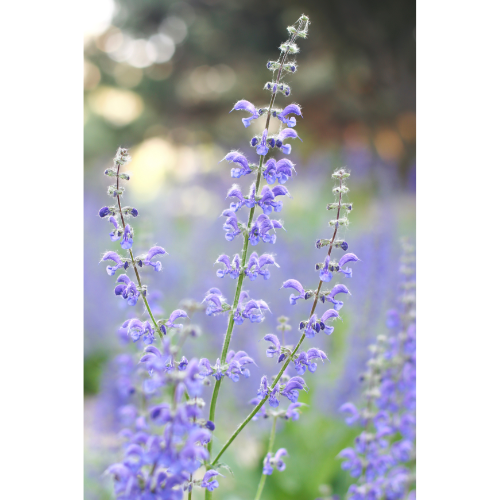 Chá de Sálvia: Seu Ritual Diário para uma Vida Tranquila - inspiração 2