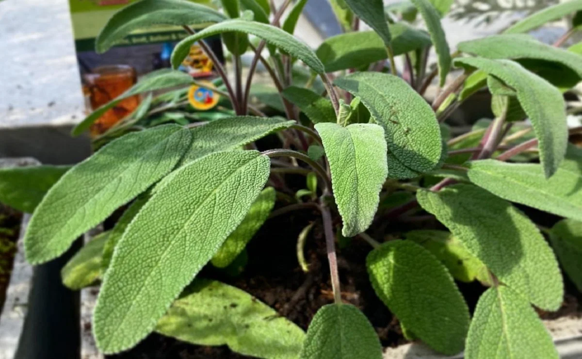 Sálvia na Rotina de Beleza: Um Toque Natural para Pele e Cabelo - inspiração 1