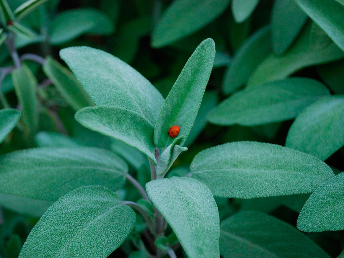 Sálvia na Rotina de Beleza: Um Toque Natural para Pele e Cabelo - inspiração 2