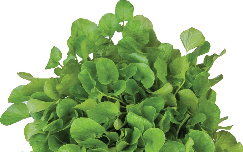 Dica de Especialista: Agrião para Minimizar os Efeitos da Poluição - inspiração 2