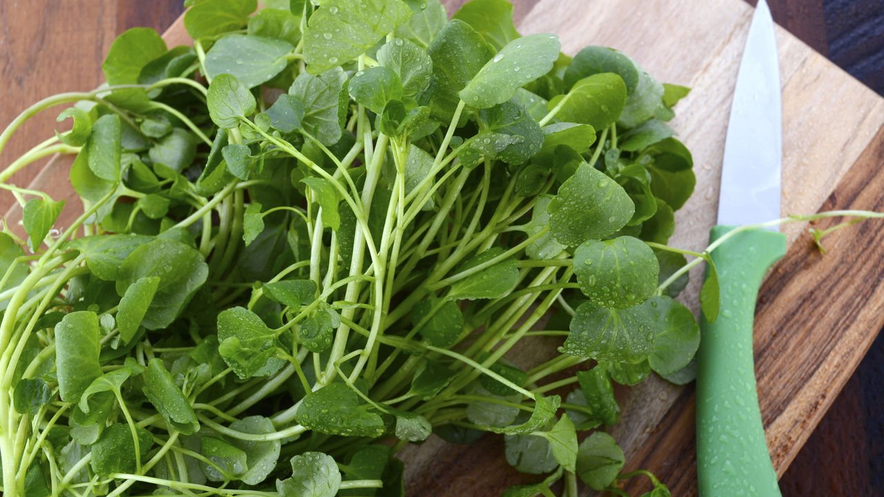 Receita Revigorante: Suco Detox para Limpar as Vias Aéreas - inspiração 3