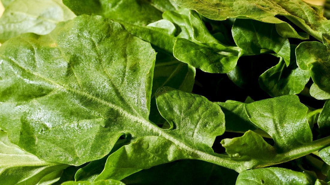 Saúde no Prato: Salada Turbinada para Imunidade Pulmonar - inspiração 1