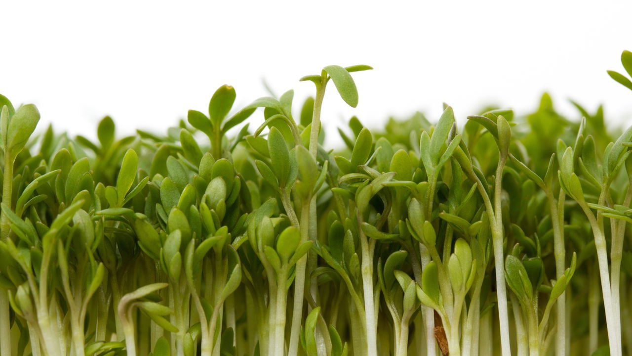 Saúde no Prato: Salada Turbinada para Imunidade Pulmonar - inspiração 2