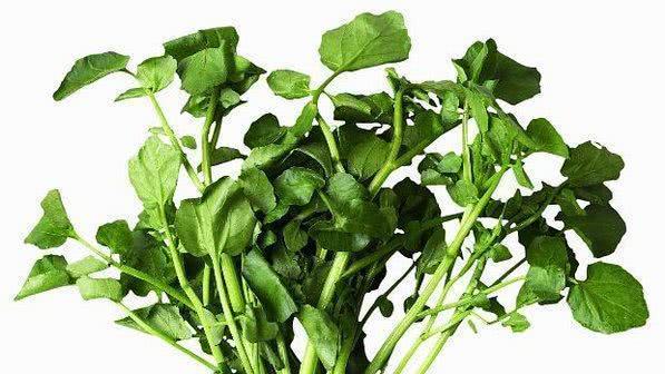 Saúde no Prato: Salada Turbinada para Imunidade Pulmonar - inspiração 3