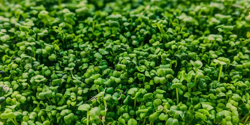 Aliado Natural: Agrião no Combate a Infecções Respiratórias - inspiração 3