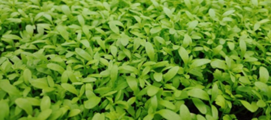 Potencialize sua Imunidade: Agrião como Preventivo de Gripes - inspiração 2