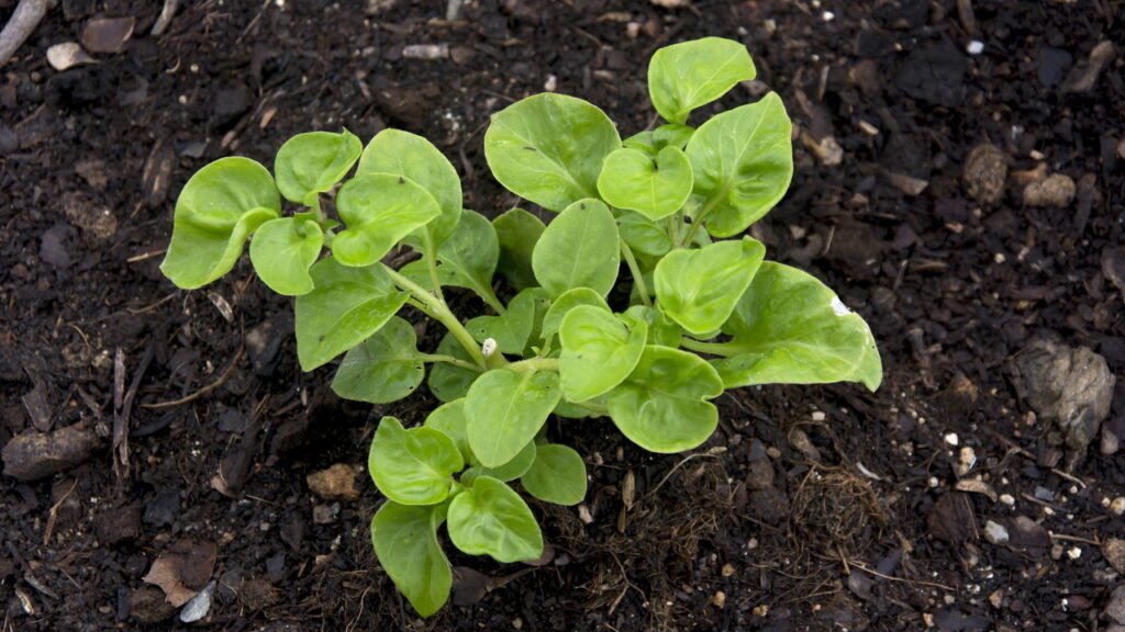 Potencialize sua Imunidade: Agrião como Preventivo de Gripes - inspiração 3