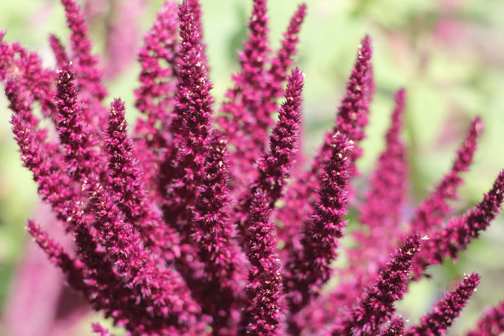 Receitas Descomplicadas para Adicionar Amaranto ao Dia a Dia - inspiração 2