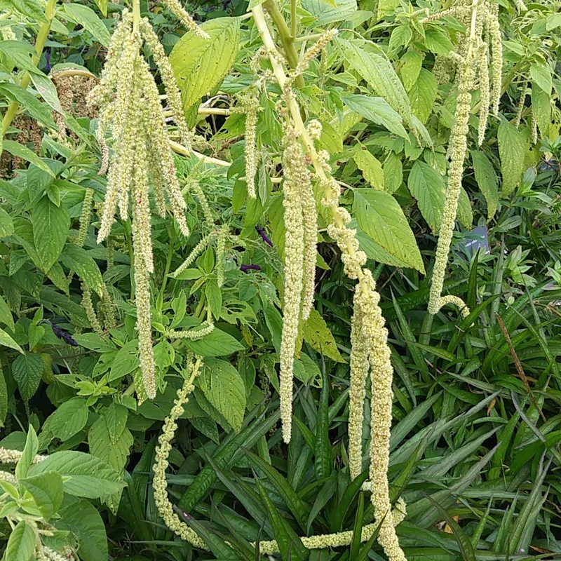 Cuide do Coração com Nutrição Inteligente e Saborosa - inspiração 2