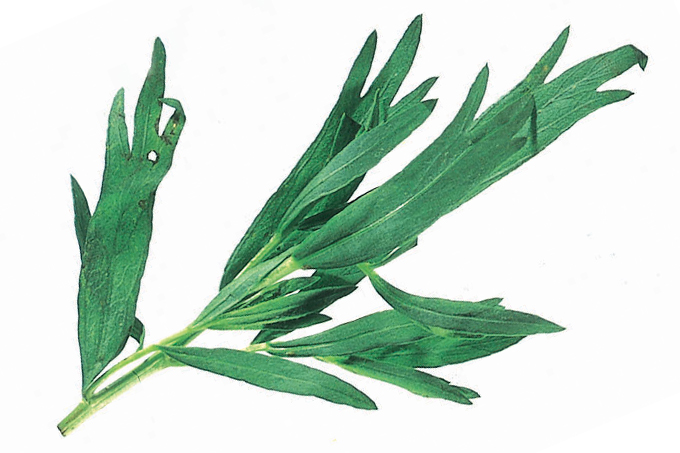 Escudo Natural: O Poder Antioxidante e Anti-inflamatório que Vem da Erva - inspiração 2