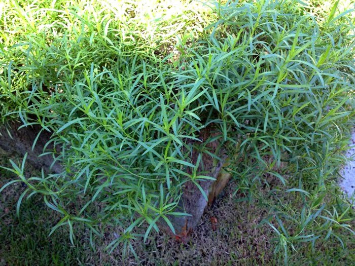 Coração Forte, Vida Plena: Os Benefícios do Estragão para a Sua Saúde Cardiovascular - inspiração 1