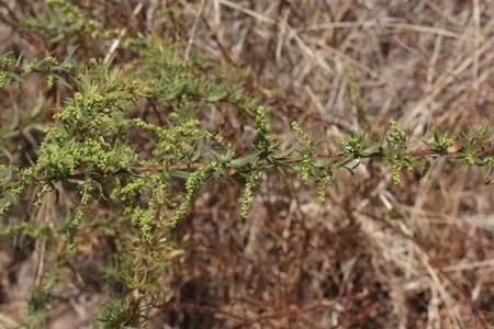 Adeus, Cólicas: Descubra o Alívio Suave que o Estragão Pode Oferecer - inspiração 2