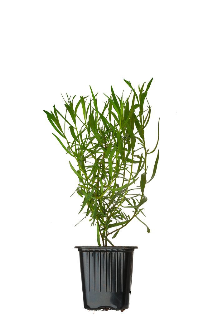 Adeus, Cólicas: Descubra o Alívio Suave que o Estragão Pode Oferecer - inspiração 3