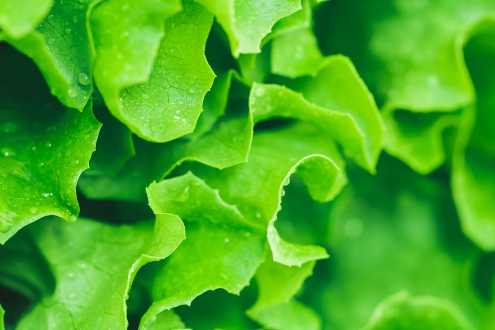 Dose Extra de Nutrientes: Vitaminas e Minerais Essenciais em Cada Pitada de Sabor - inspiração 2