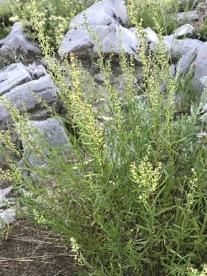 Seu Jardim de Temperos: Dicas Fáceis para Cultivar Estragão Fresquinho em Casa - inspiração 2