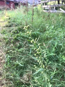 Seu Jardim de Temperos: Dicas Fáceis para Cultivar Estragão Fresquinho em Casa - inspiração 3