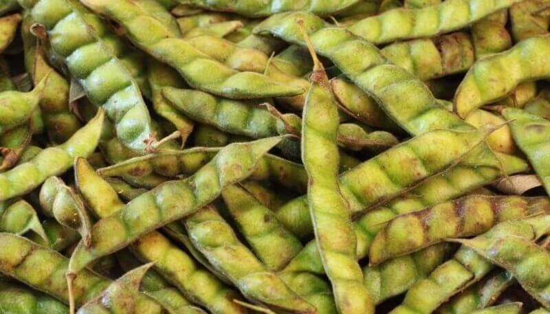 Proteína Turbinada: Ganhe massa muscular com o poder vegetal - inspiração 3