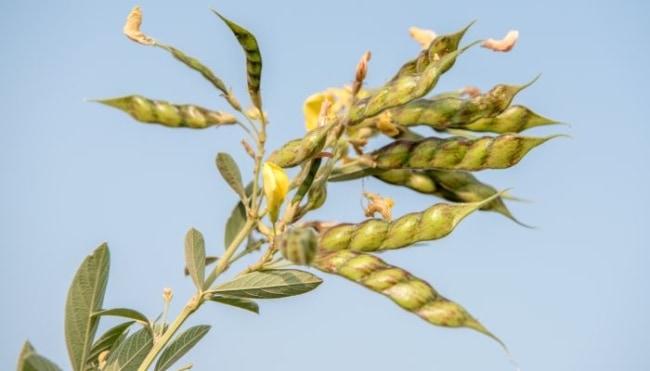 Guandu na Horta: Adube sua terra e colha os frutos da natureza - inspiração 1