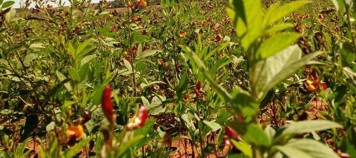 Guandu na Horta: Adube sua terra e colha os frutos da natureza - inspiração 3
