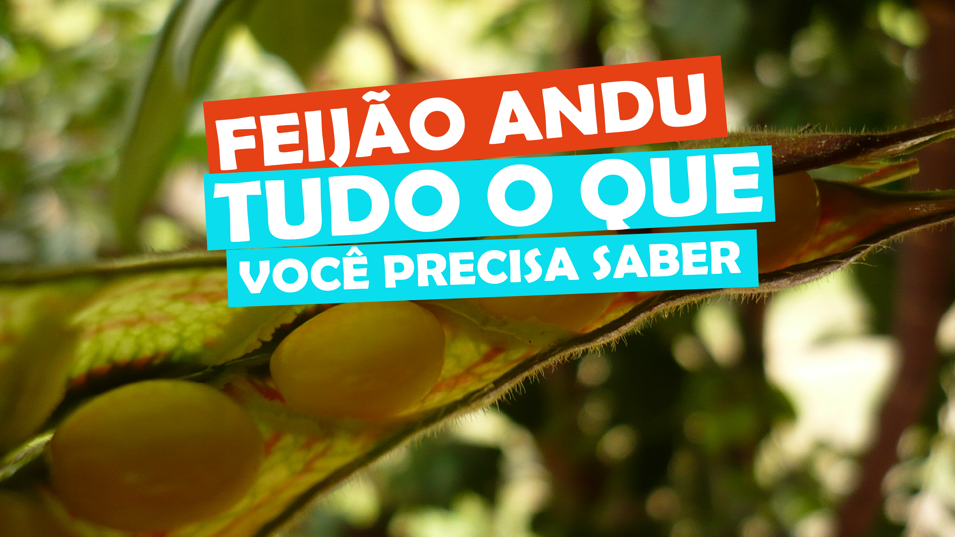 Glicemia Sob Controle: Estabilize o açúcar no sangue de forma natural - inspiração 3