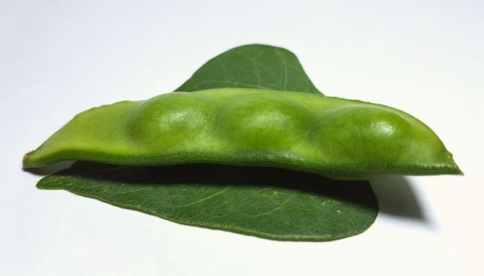 Minerais Essenciais: Um escudo protetor para seus ossos e músculos - inspiração 2