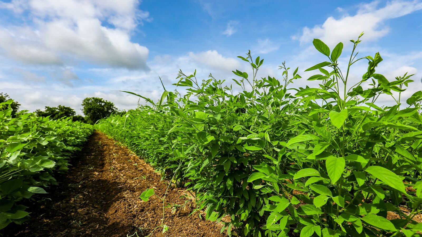 Energia Extra com Vitaminas do Complexo B: Sinta a vitalidade renascer - inspiração 1