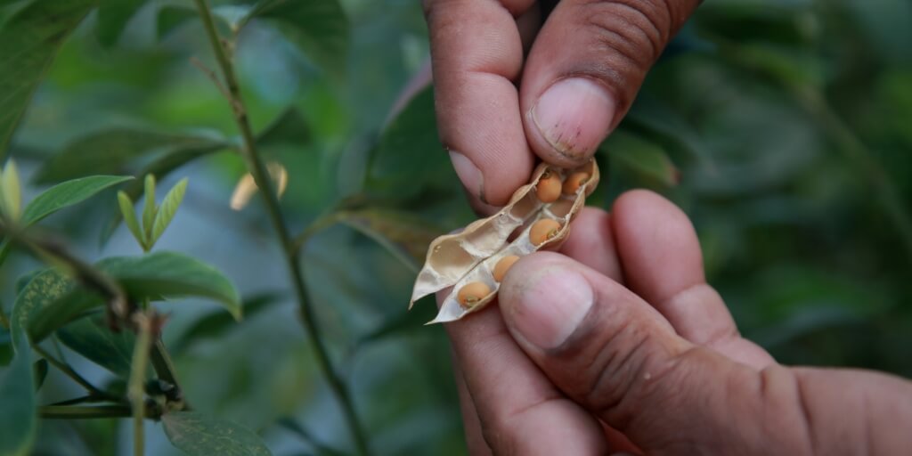 Ferro para Combater a Anemia: Mais disposição e energia no dia a dia - inspiração 1