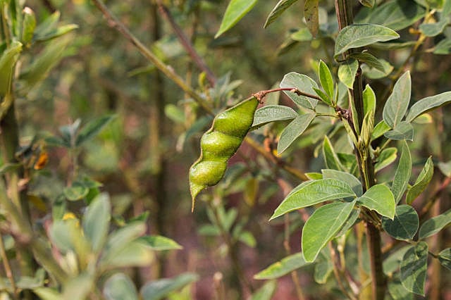 Ferro para Combater a Anemia: Mais disposição e energia no dia a dia - inspiração 3