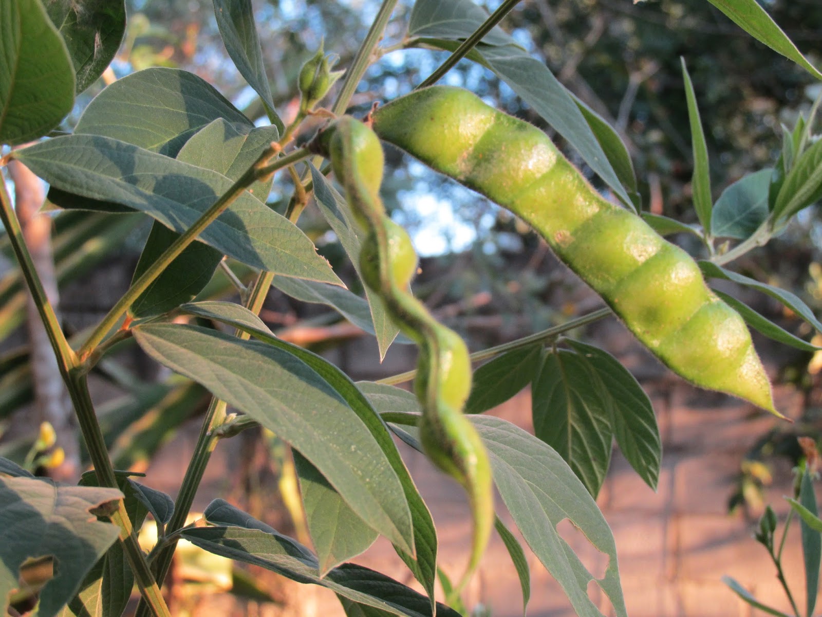 Aliado da Imunidade com Vitamina C: Reforce suas defesas naturais - inspiração 1