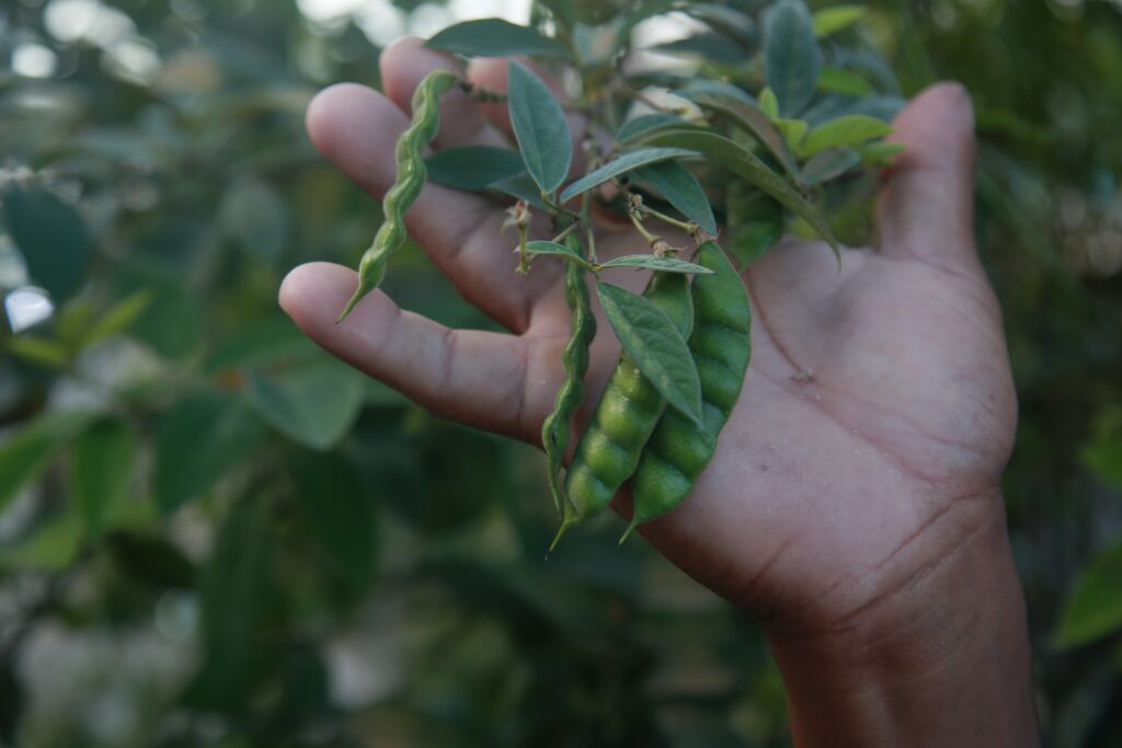 Aliado da Imunidade com Vitamina C: Reforce suas defesas naturais - inspiração 2