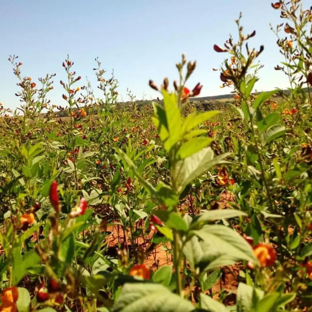 Receitas Criativas com Guandu Verde: Sabores frescos e surpreendentes - inspiração 3