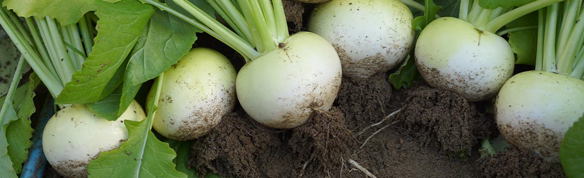 Ossos Fortes, Visão Nítida: Os Minerais Essenciais do Nabo Gigante - inspiração 3