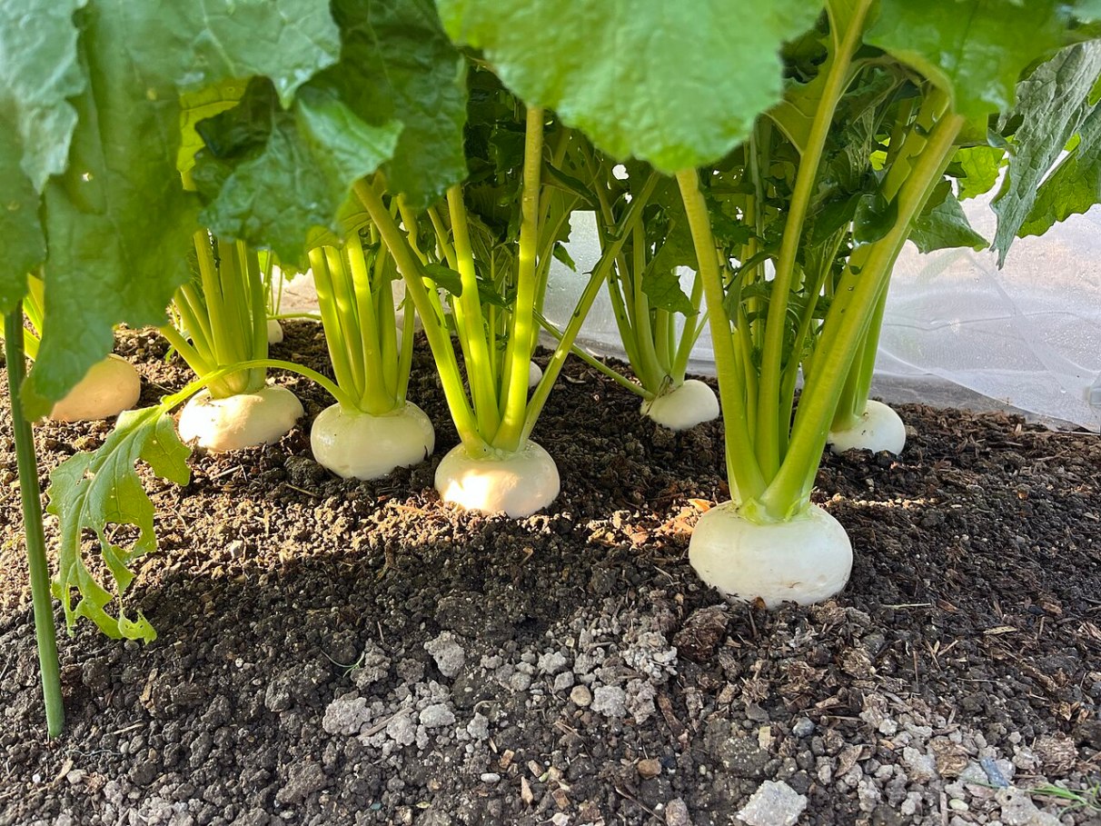 Receitas Criativas: Explore o Sabor do Nabo Gigante na Cozinha - inspiração 3