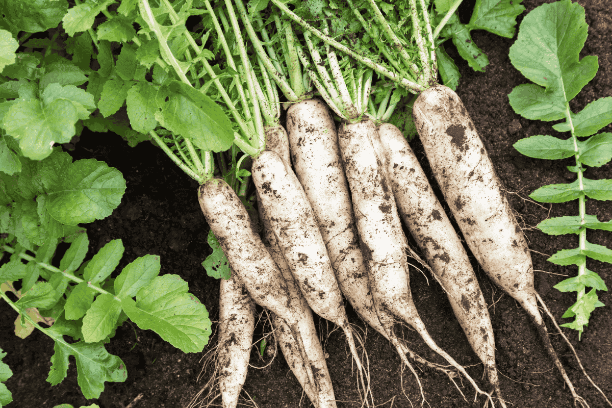 Ação Anticâncer: Descubra os Compostos Protetores do Nabo Gigante - inspiração 1