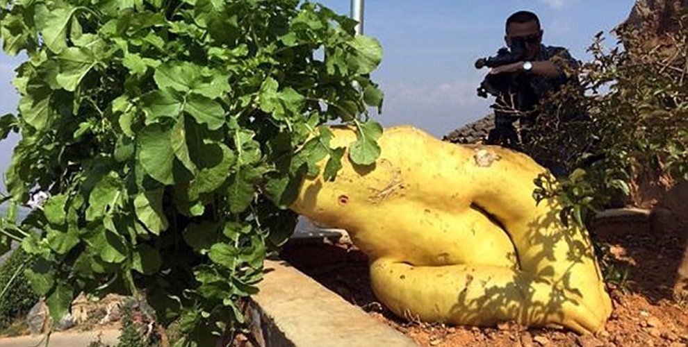 Ação Anticâncer: Descubra os Compostos Protetores do Nabo Gigante - inspiração 2