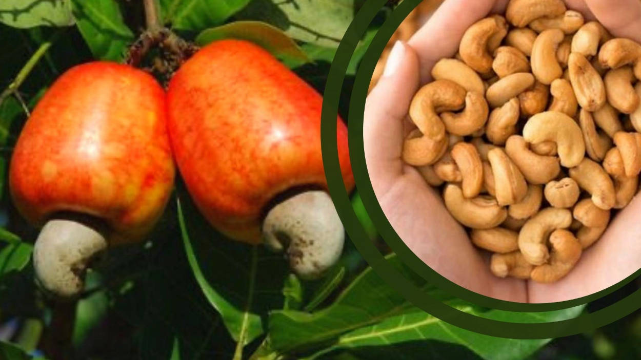 Guardião da Juventude: Como os Antioxidantes Desaceleram o Tempo na Sua Pele - inspiração 2