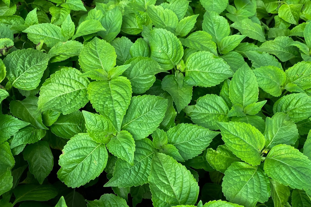 Respirar Melhor: Um Alívio Suave Para Suas Vias Aéreas - inspiração 1