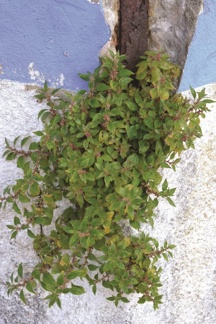 Alfavaca x Manjericão: Entendendo as Diferenças e Escolhendo Certo - inspiração 1