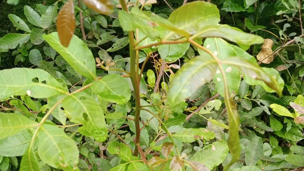 Alfavaca x Manjericão: Entendendo as Diferenças e Escolhendo Certo - inspiração 3