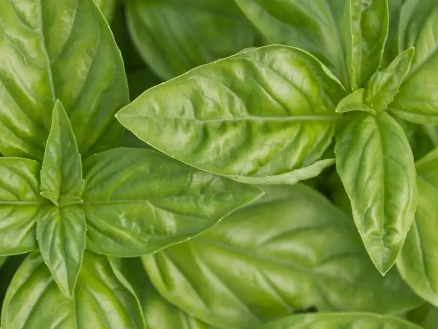 Conforto para a Barriga: Diga Adeus aos Desconfortos Digestivos - inspiração 3