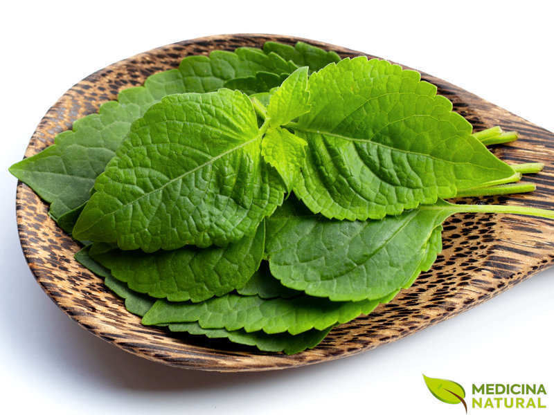 Sorriso Saudável: Como a Alfavaca Apoia Sua Higiene Bucal - inspiração 1