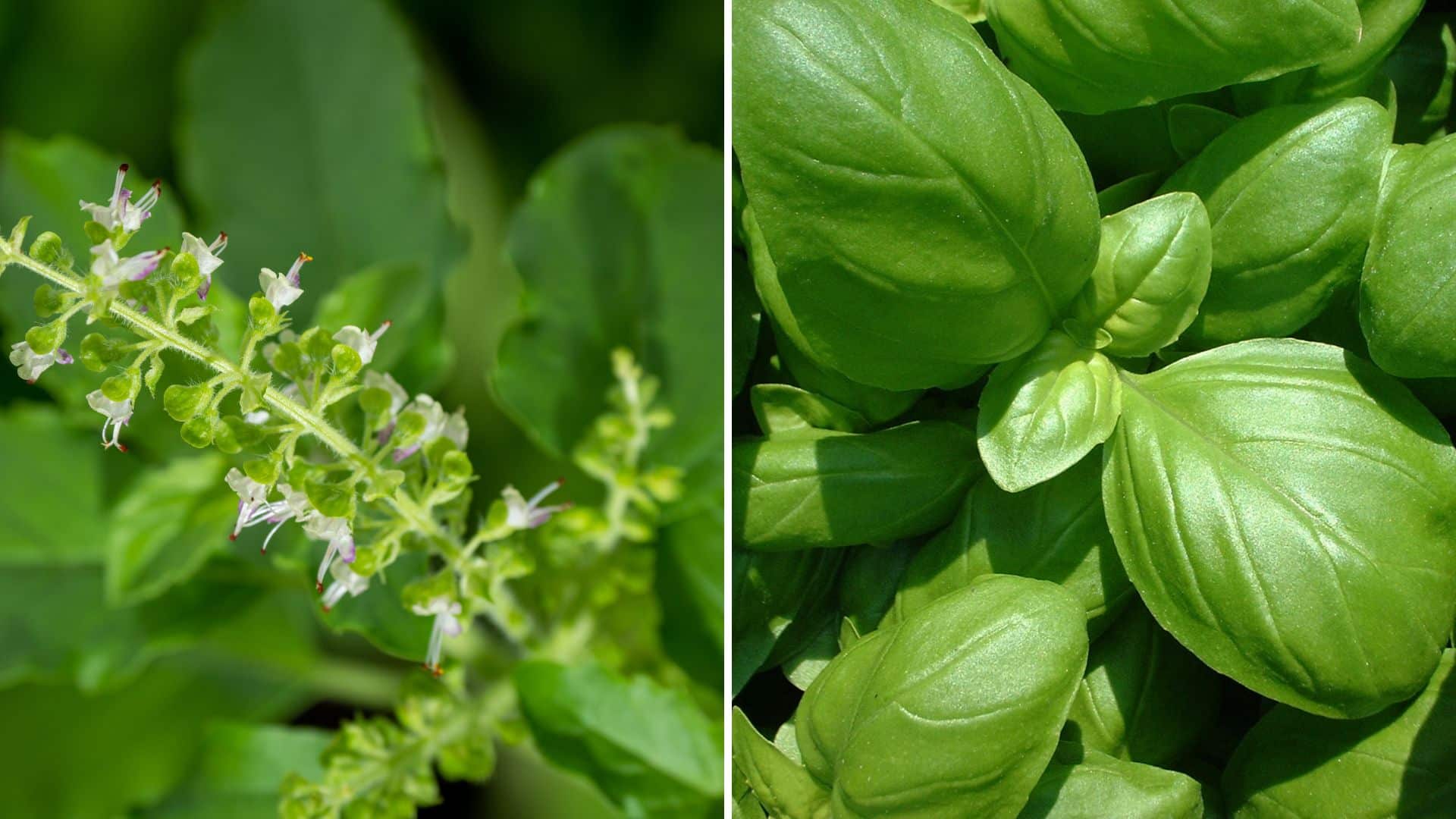 Sorriso Saudável: Como a Alfavaca Apoia Sua Higiene Bucal - inspiração 2