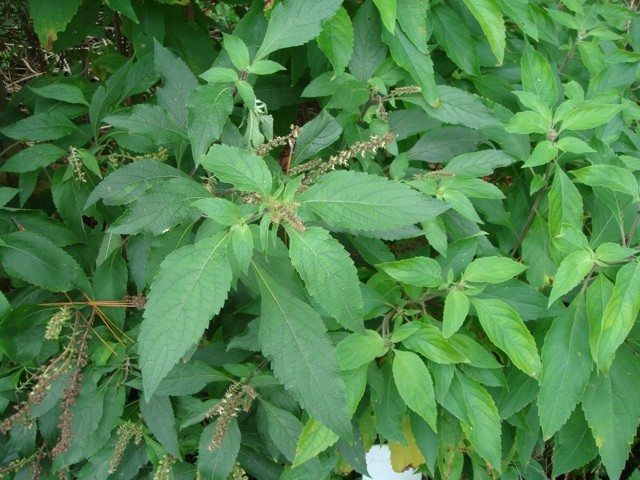 Sorriso Saudável: Como a Alfavaca Apoia Sua Higiene Bucal - inspiração 3