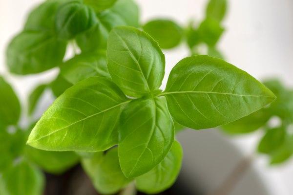 Pele Revitalizada: Usos Tópicos para Inflamações e Acne - inspiração 3