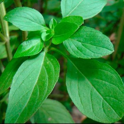 Antioxidantes em Ação: O Poder da Proteção Celular ao Seu Alcance - inspiração 1