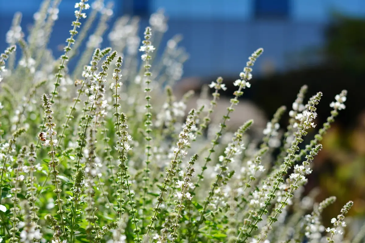 Antioxidantes em Ação: O Poder da Proteção Celular ao Seu Alcance - inspiração 3