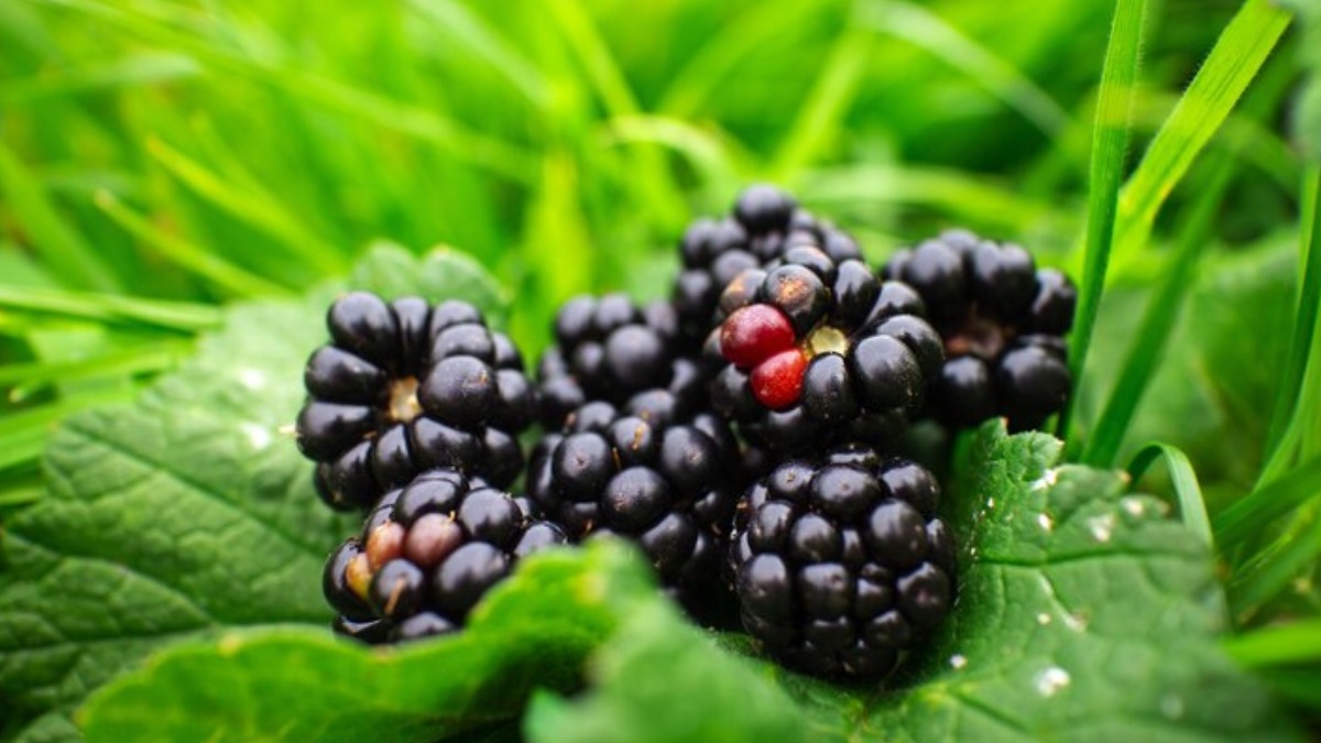 Quando o chá não é a melhor opção: sinais de alerta e quem deve evitar - inspiração 1